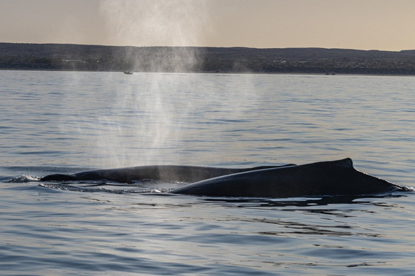 Több mint ötven bálnát mosott partra a víz Skócia partjainál