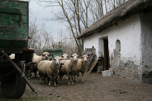 Felütötte fejét a pestis Magyarországon