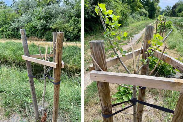 Természetpusztítás a XX. kerületben
