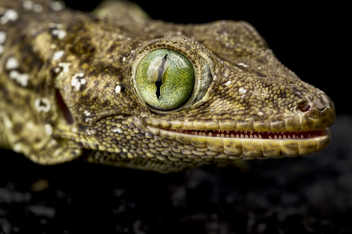 Fotó: Biosphoto via AFP/Biosphoto/Matthijs Kuijpers Madagaszkáron felfedezett új gekkófajt azonosítottak német tudósok