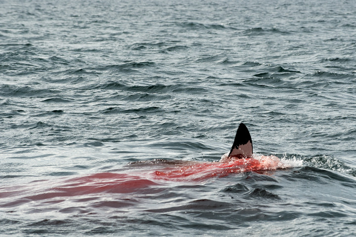 Kegyetlen vérfürdőt vett filmre a tengert kémlelő drón