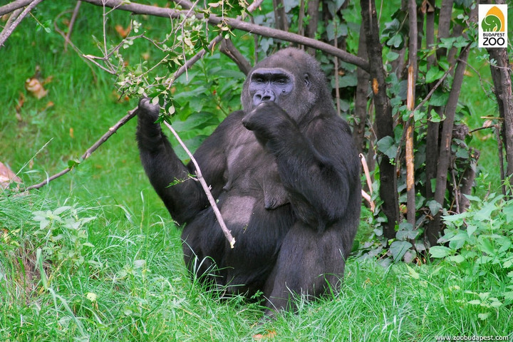 Őssejtterápiával kezelték a budapesti állatkert idős gorilláját