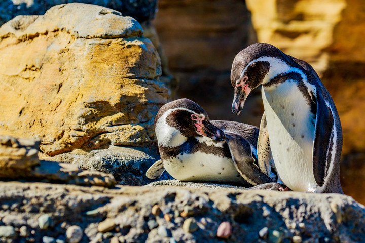 Fej nélkül találtak egy pingvint egy németországi állatkertben