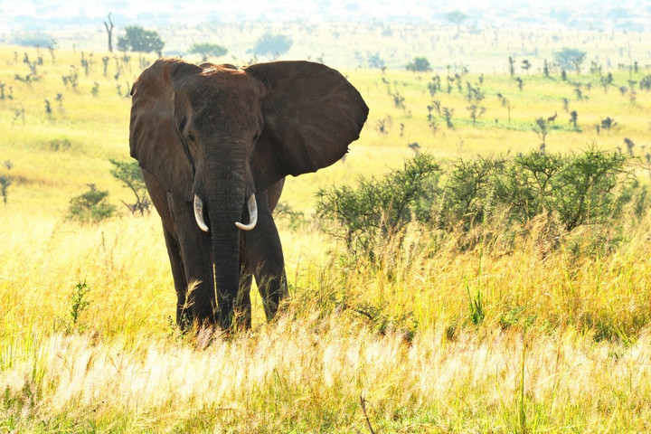 Fotó: ANTOINE LORGNIER / ONLY WORLD / ONLY FRANCE VIA AFP Ugandában elefántok szöktek ki egy nemzeti park területéről, két embert megöltek