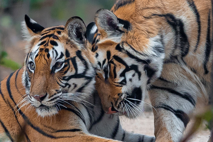 Abszurd módon halt meg egy tigris a coloradói állatkertben