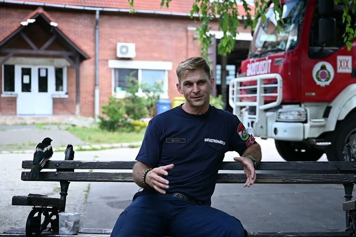 A kispesti tűzoltó megmentette a szarkát