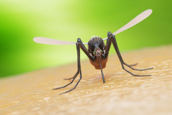Fotó: SEBASTIAN KAULITZKI / SCIENCE PHOT / SKX / Science Photo Library via AFP Hallott a Chikungunya-lázról?