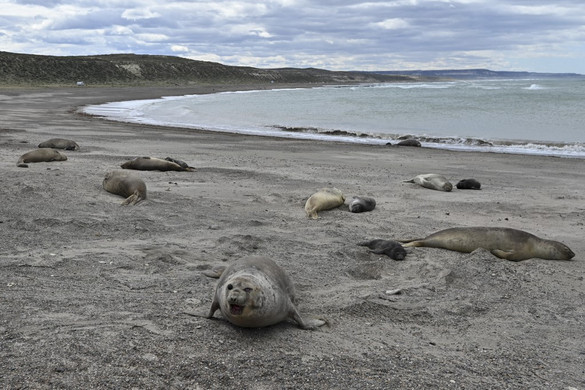 Két tucat elpusztult fókát találtak az argentin partoknál