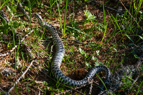 13 éves kisfiút mart meg egy kígyó az udvaron