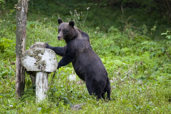 Tánczos Barna: A román parlamentnek kellene dönteni a barnamedvék kilövési kvótájáról
