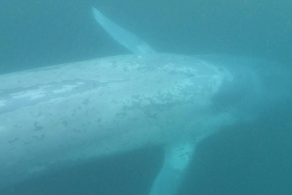 A 39 millió éve élt bálna a valaha létezett legnehezebb állat + VIDEÓ
