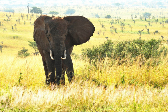 Ugandában elefántok szöktek ki egy nemzeti park területéről, két embert megöltek