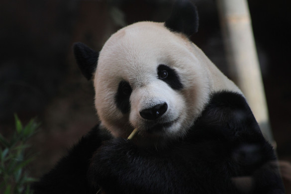 Panda csontvázat találtak a kínai császár 2000 éves sírjában