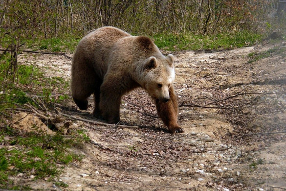 Elaltatták az agresszív medvét Sepsiszentgyörgyön