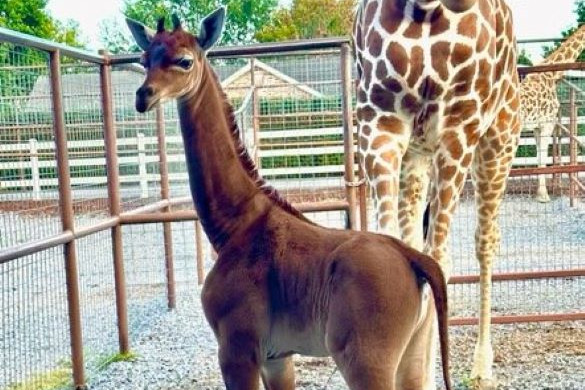 Foltok nélkül született egy zsiráf egy amerikai állatkertben