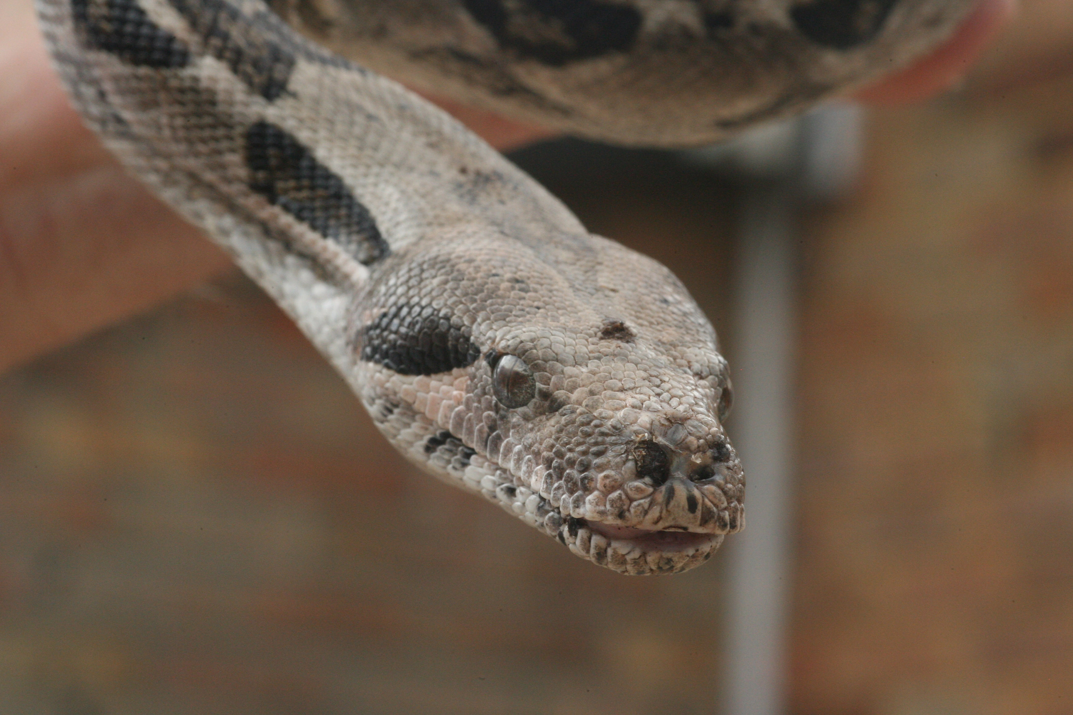 Mechanics pull 8-foot-long boa constrictor from car engine