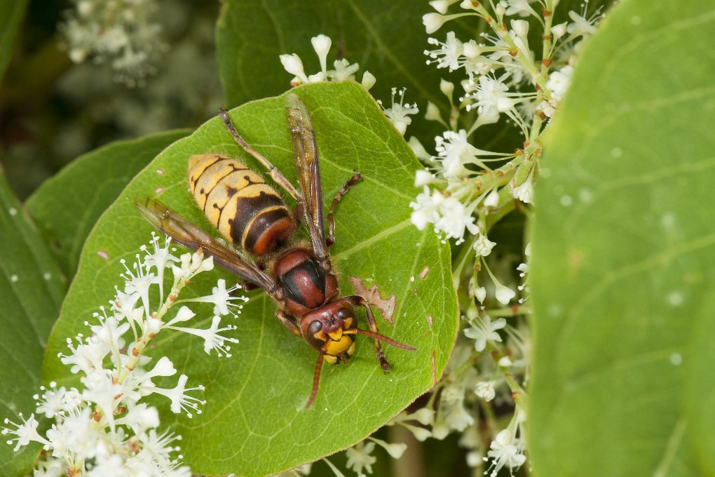 Európai lódarázs (Vespa crabro) japán göncfűn (Fallopia japonica), Nancy botanikus kertje (Montet), Lotaringia, Franciaország