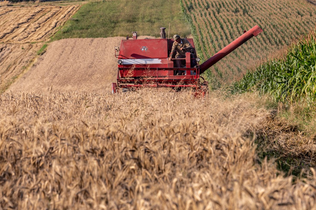 Búza aratása Miechow, egy dél-lengyelországi város közelében 2023. augusztus 24-én