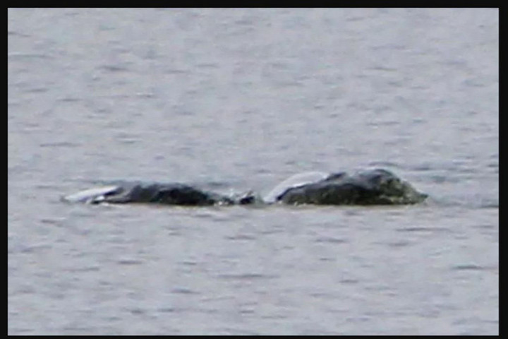 Fotó: Fentebb Chie Kelly egyik képe Újabb bizarr képek kerültek elő a „Loch Ness-i szörnyről”