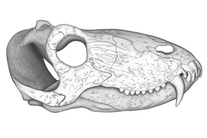 Tudósok felfedezték egy óriás ragadozó koponyáját