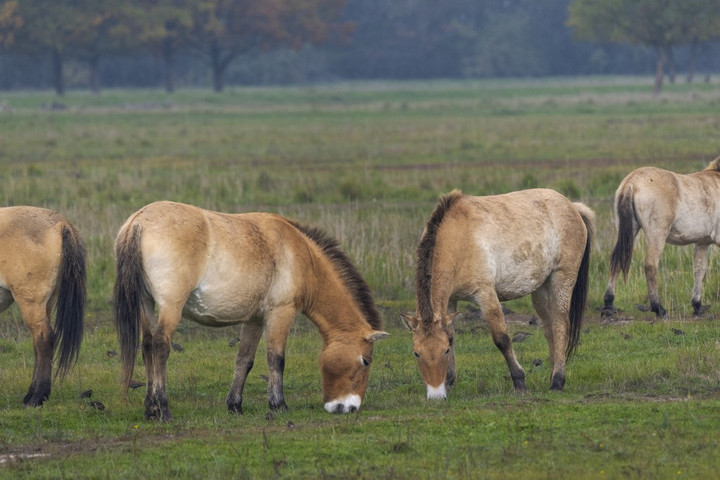Fotó: Biosphoto via AFP/Biosphoto/Martin Zwick Drónokkal vizsgálták a vadlovak összetett társadalmát magyar kutatók