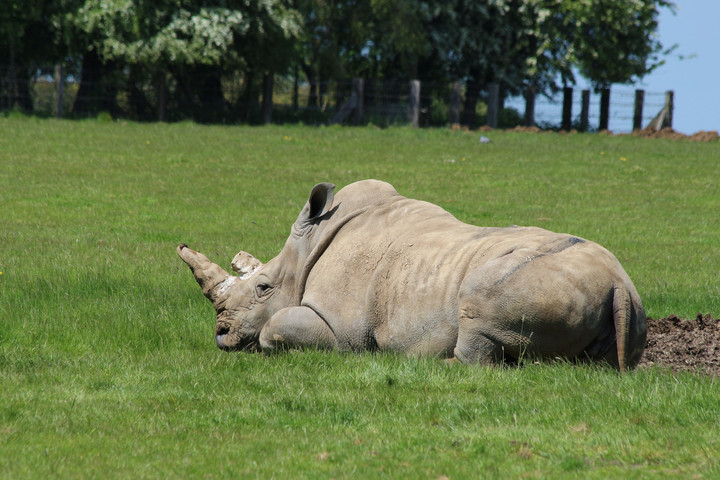 Fotó: Whipsnade Zoo / SWNS - Northfoto Megvették a világ legnagyobb orrszarvúfarmját