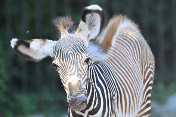 Többen megsérültek, miután kiszabadult egy zebra