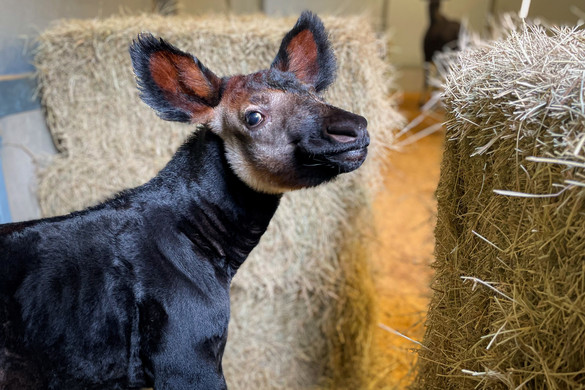 Okapi született a San Antoniói állatkertben