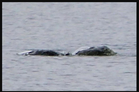Újabb bizarr képek kerültek elő a „Loch Ness-i szörnyről”