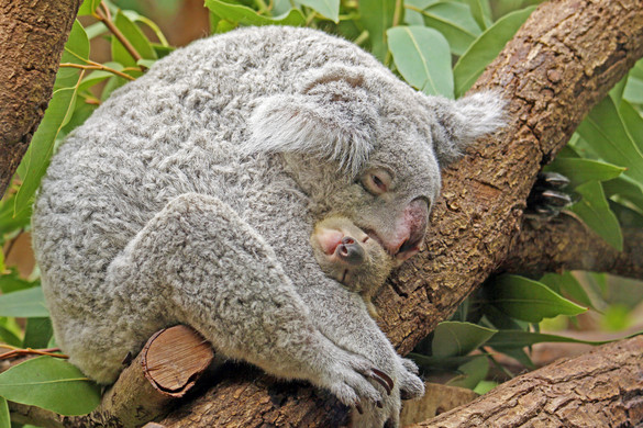 Másodszor is anya lesz az ausztráliai „fekete nyarat” túlélő koala