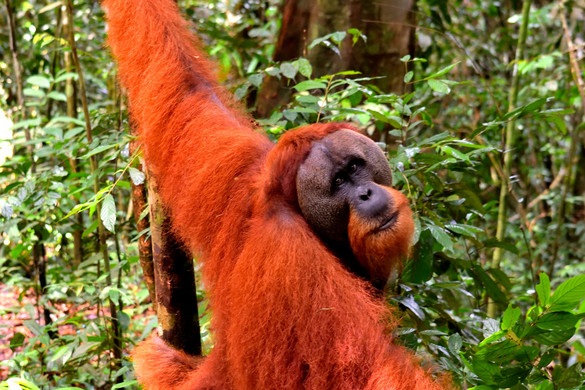 Videó: A magasból hajította le a betolakodót az orangután