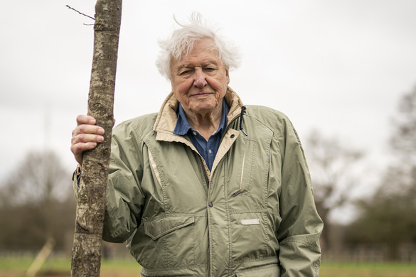 Jön a 97 éves David Attenborough „Bolygónk, a Föld” sorozatának III. évada