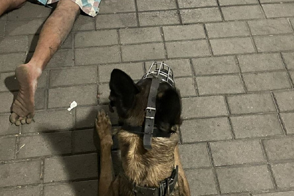 Dakota ismét forró nyomon járt