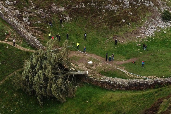 Kivágták a világ egyik leghíresebb fáját, megvannak a tettesek