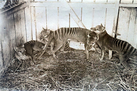 A tasmán tigris az első kihalt állat, amelynek RNS-ét kivonták