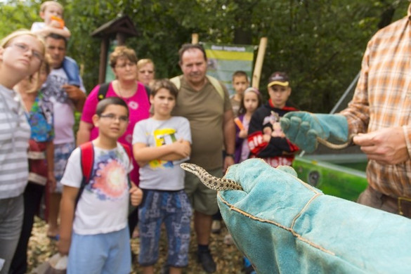 Rákosivipera-napot rendeznek szombaton a Szegedi Vadasparkban