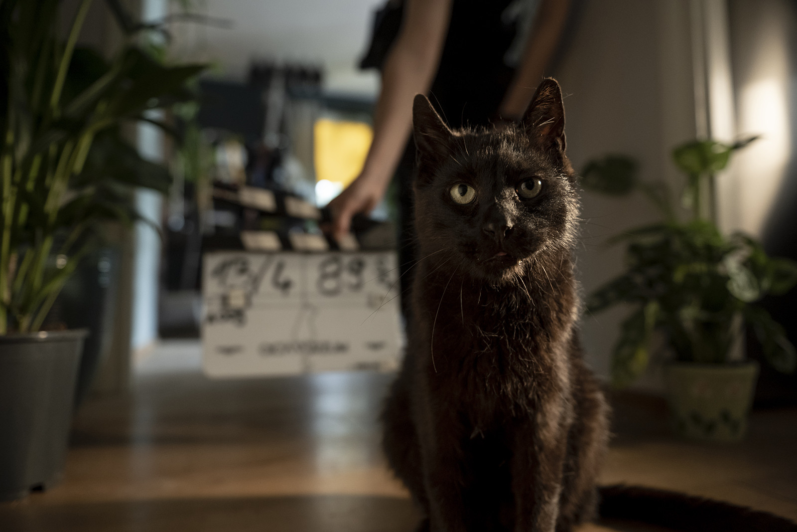 Fotó: Glódi Balázs /Lupa Productions Nyugi , a főcica a Cicaverzum című filmben