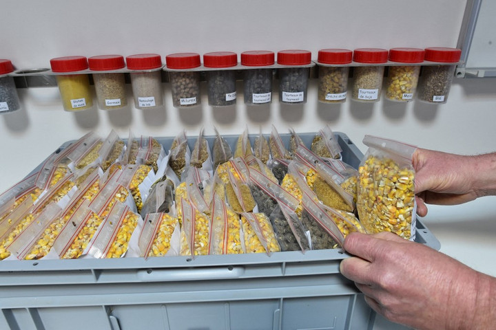 Génmódosított kukoricafajták használatát engedélyezte Brüsszel