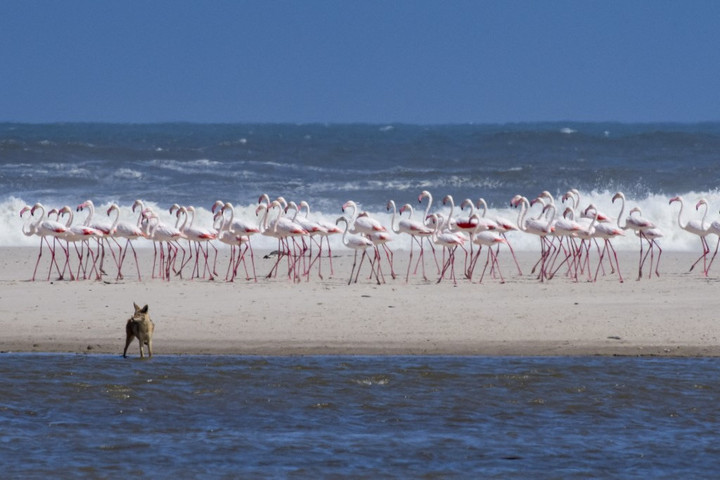 Fotó: Biosphoto via AFP/Stephane Vitzthum „Halálstrand” Namíbiában + VIDEÓ