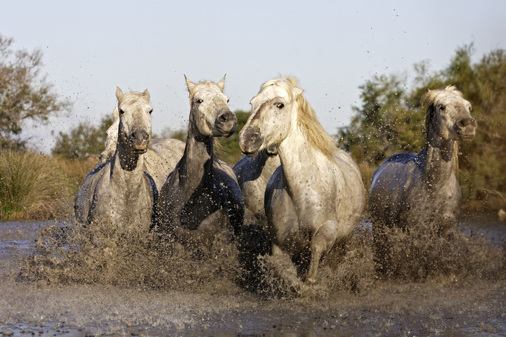 És akkor 133. – Lovak