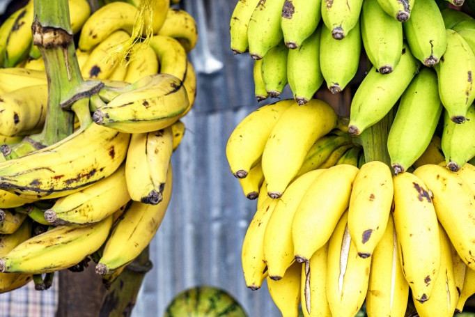 Lehet, hogy soha többet nem ehetünk banánt?