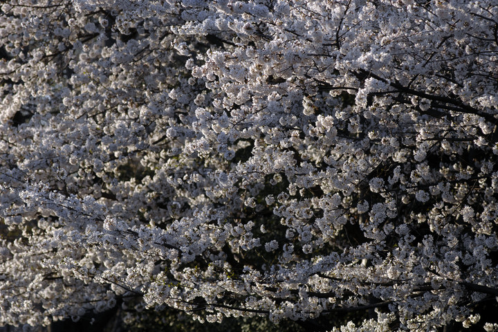 Fotó: Northfoto Gázolajjal mérgezett japán cseresznyefákat egy férfi a zamárdi strandon