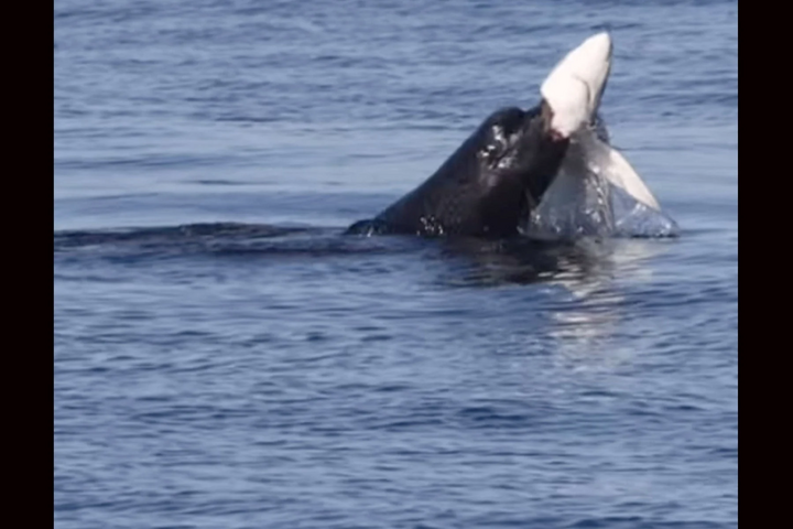 Fotó: Instagram/PrinceMontereyWhaleWatching Szerepcsere: ezúttal a fóka ejtette el a cápát