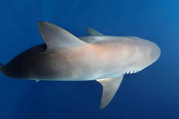 Kalapáccsal vert agyon egy cápát egy floridai férfi + VIDEÓ