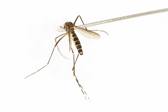 Több százan meghaltak dengue-lázban Burkina Fasóban