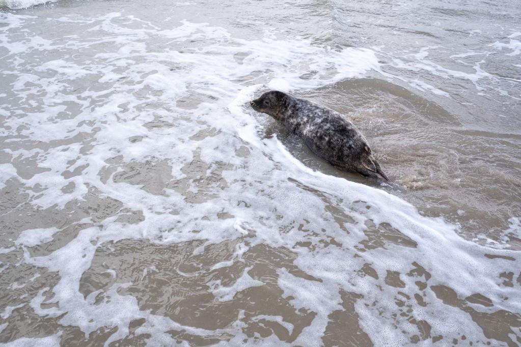 Fotó: Martin Bertrand / Hans Lucas / Hans Lucas via AFP Kis fóka a holland oceanográfiai központban Texel szigetén, az év nagy részében fiatal fókákat gondoznak itt, ezek gyakran beteg, sérült vagy tájékozatlan állatok