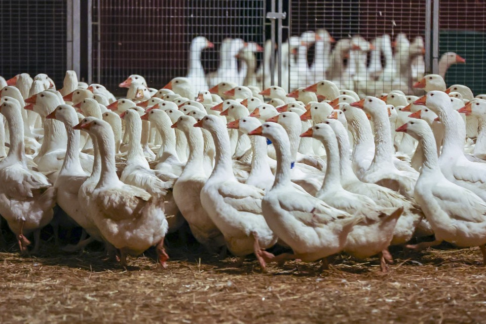 Megjelent a madárinfluenza egy Csongrád-Csanád gazdaságban