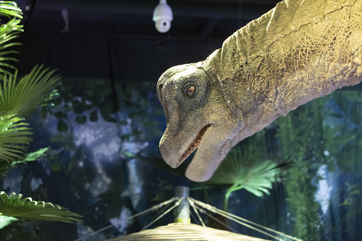 Fotó: THOMAS BANNEYER / DPA / DPA PICTURE-ALLIANCE VIA AFP Aszteroida-becsapódás nélkül is kihaltak volna a dinoszauruszok