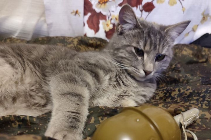 A kézigránáttól sem riad vissza az orosz harci macska + VIDEÓ