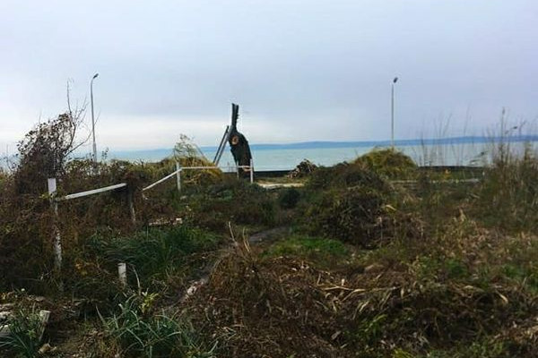 Fotó: Facebook/Aligai Fürdőegyesület Megcsonkították a Balaton egyik ikonikus fűzfáját